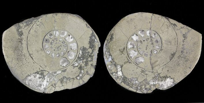 Pyritized Cut Ammonite Fossil Pair - Morocco #48043